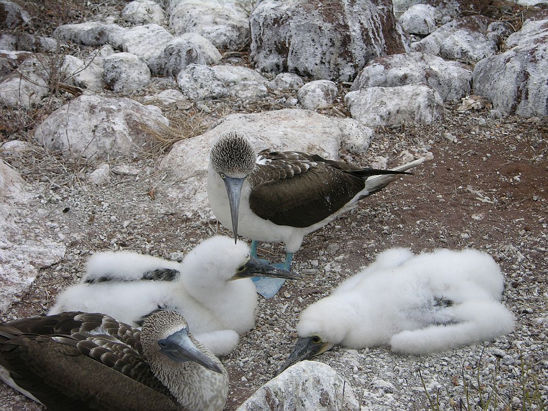 Galapagos 2-1-10 North Seymour Blue-footed Booby Family